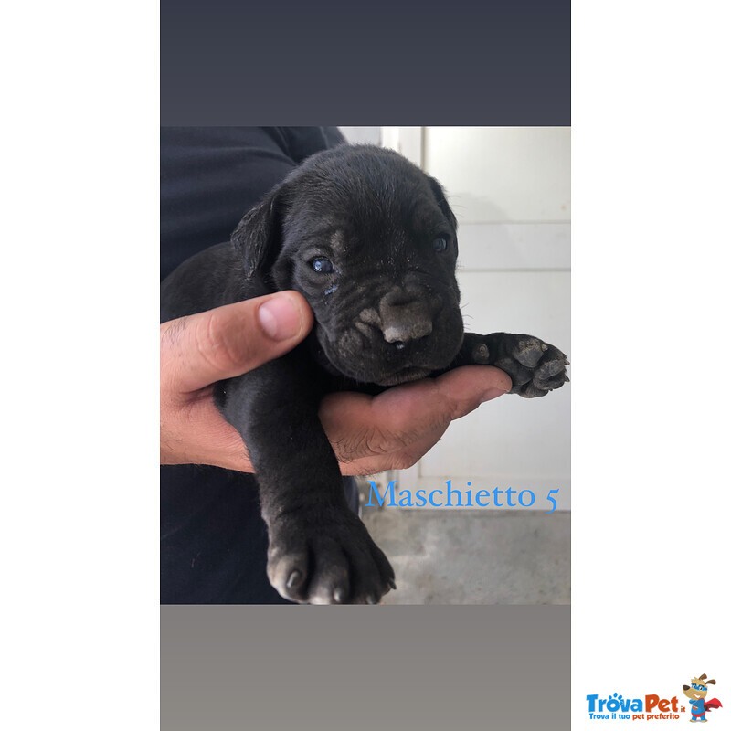 Cuccioli cane Corso Italiano - Foto n. 4