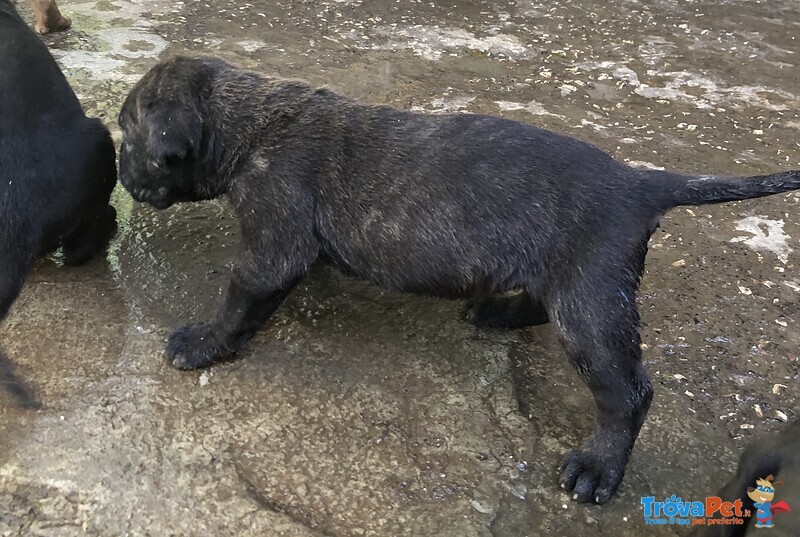 Cuccioli cane Corso Italiano - Foto n. 5