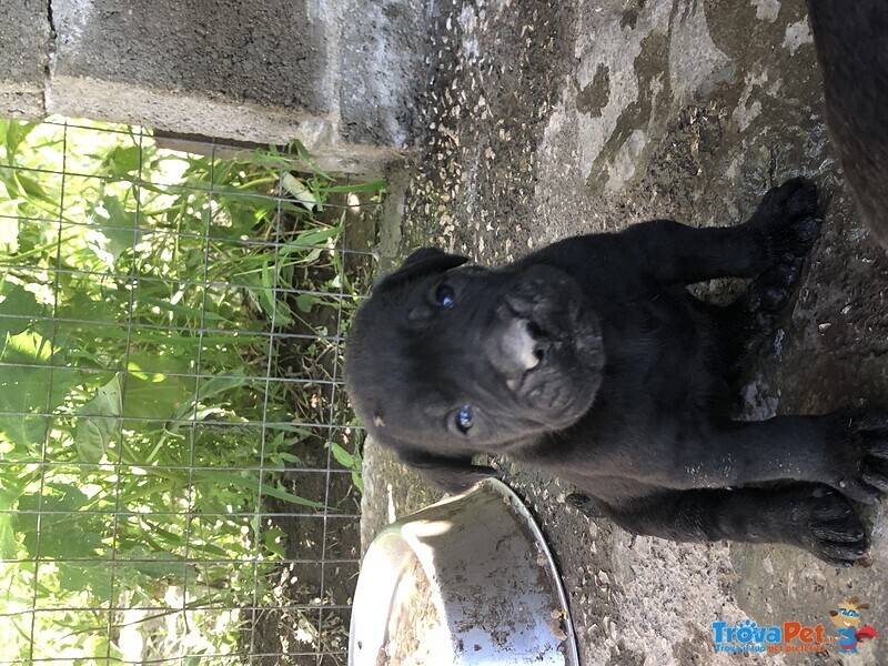 Cuccioli cane Corso Italiano - Foto n. 6