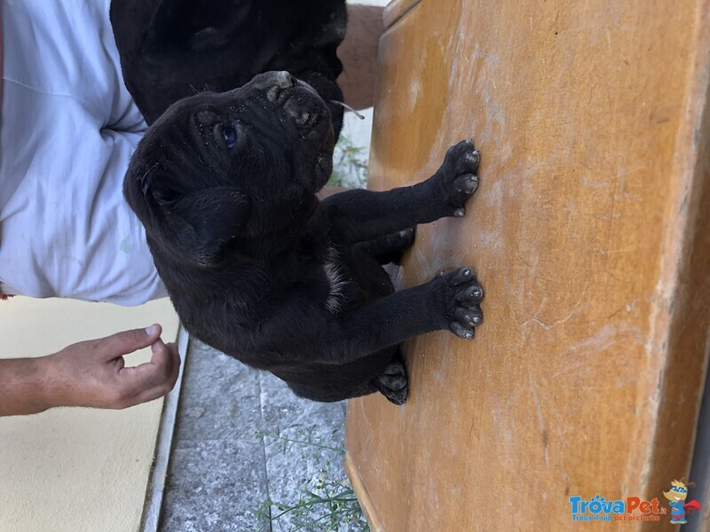 Cuccioli cane Corso Italiano - Foto n. 7