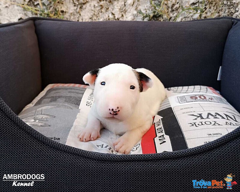 Bull Terrier Inglese Standard Cuccioli - Foto n. 1