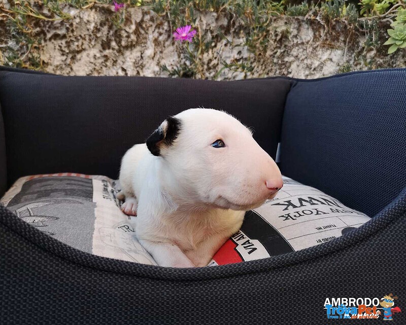 Bull Terrier Inglese Standard Cuccioli - Foto n. 2