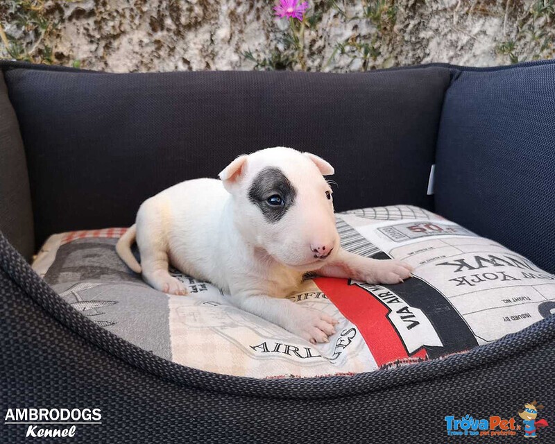 Bull Terrier Inglese Standard Cuccioli - Foto n. 3