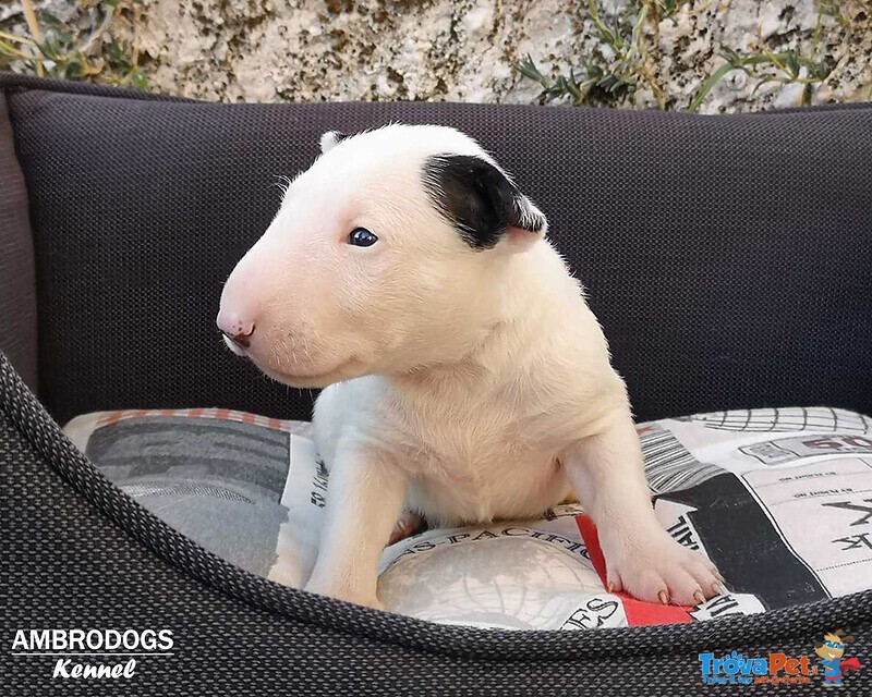 Bull Terrier Inglese Standard Cuccioli - Foto n. 4