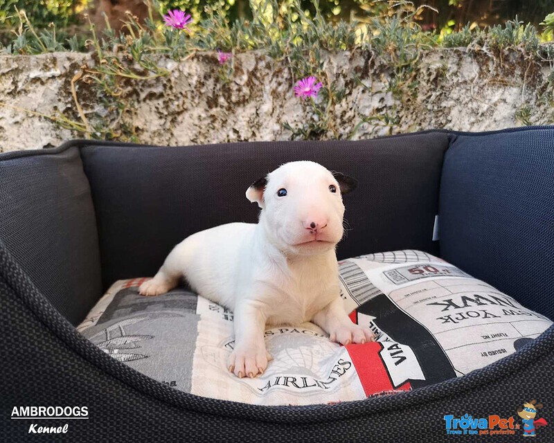 Bull Terrier Inglese Standard Cuccioli - Foto n. 6