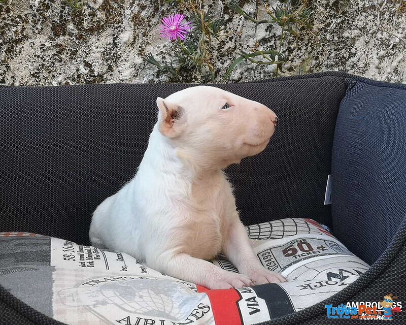 Bull Terrier Inglese Standard Cuccioli - Foto n. 7