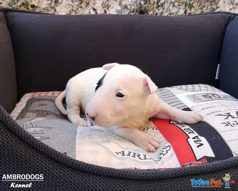 Bull Terrier Inglese Standard Cuccioli - Foto n. 8