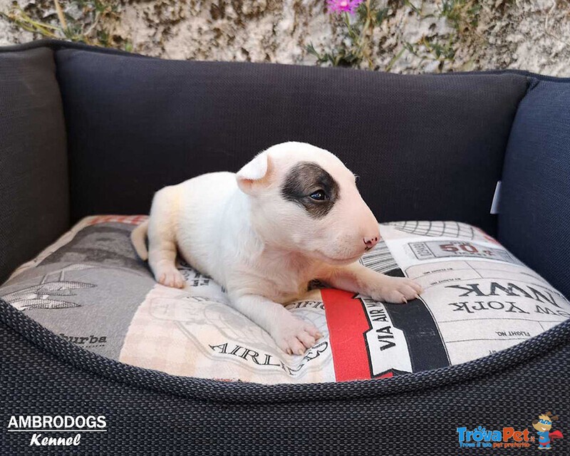 Bull Terrier Inglese Standard Cuccioli - Foto n. 9