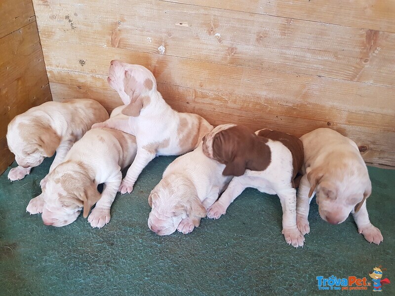 Vendo Cuccioli di Bracco Italiano - Foto n. 1