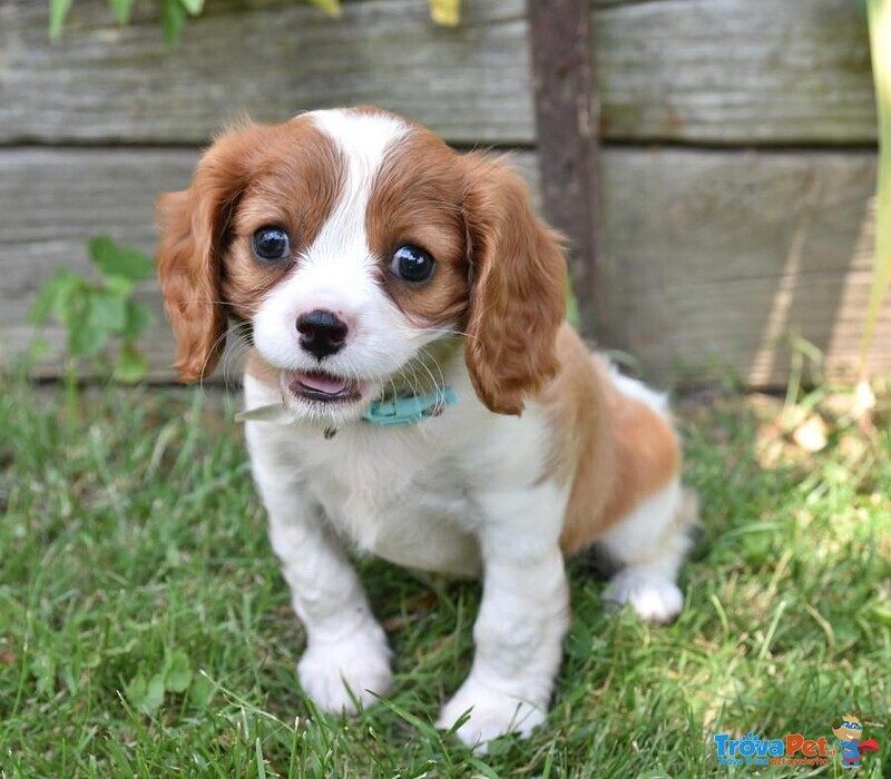 Cavalier king Cuccioli con Pedigree - Foto n. 1