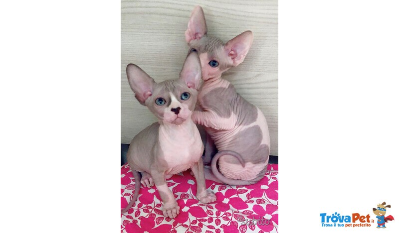 Canadian Sphynx Maschio e Femmina - Foto n. 1