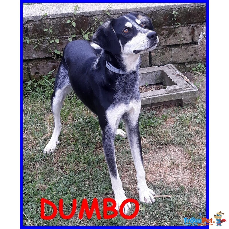 Dumbo 2 anni Timido ha Bisogno di Qualcuno che lo Ami - Foto n. 1