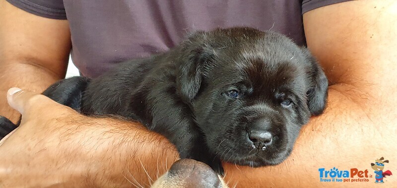 Cucciolo Labrador Retriever Pedegree - Foto n. 4