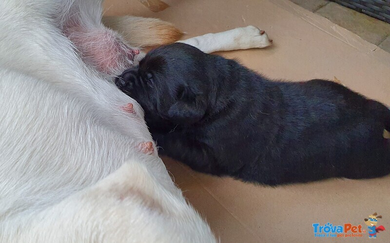 Cucciolo Labrador Retriever Pedegree - Foto n. 6