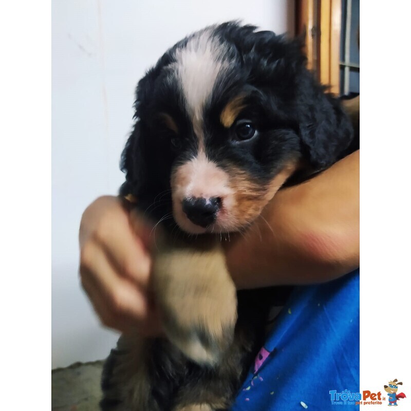 Cuccioli Bovaro del Bernese Pedigree - Foto n. 2