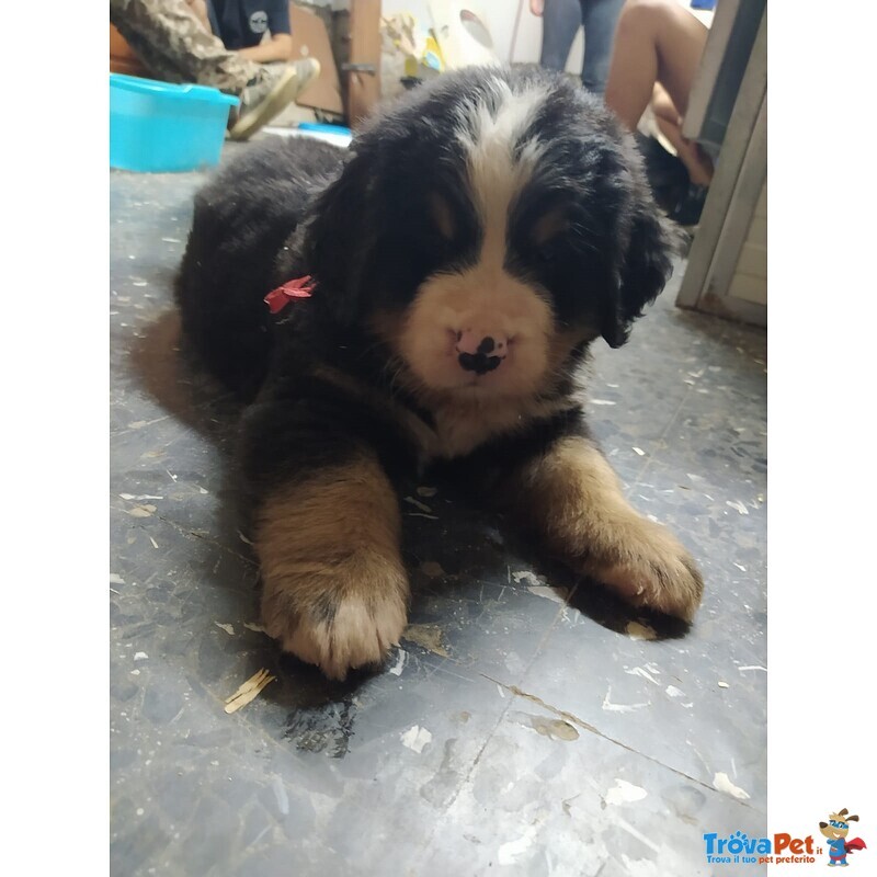 Cuccioli Bovaro del Bernese Pedigree - Foto n. 3