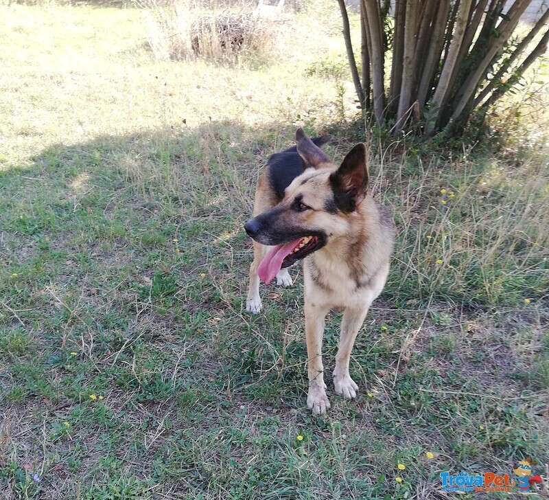 Lupo, il Pastore Tedesco che Aspetta una Famiglia! - Foto n. 2