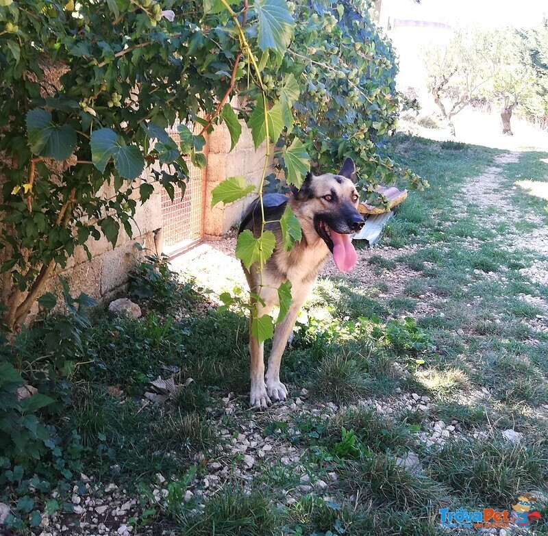 Lupo, il Pastore Tedesco che Aspetta una Famiglia! - Foto n. 3