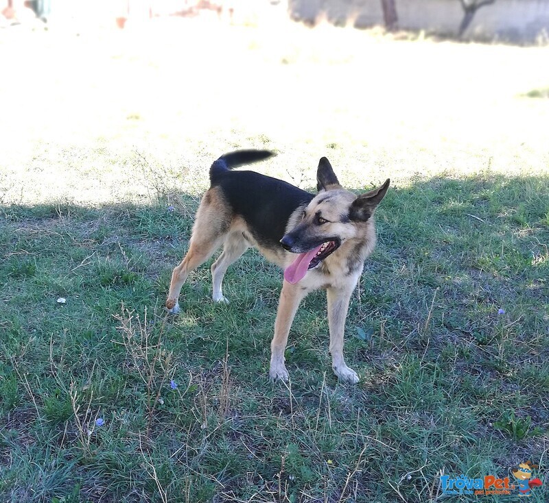 Lupo, il Pastore Tedesco che Aspetta una Famiglia! - Foto n. 5