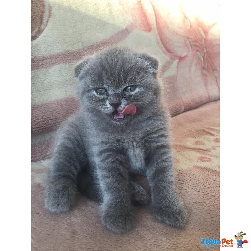 Scottish Fold - Foto n. 1