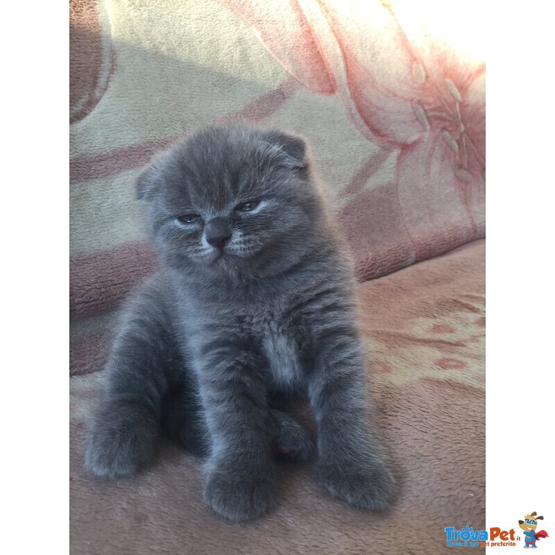 Scottish Fold - Foto n. 2