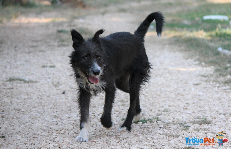 Paky,spinoncino in Attesa di casa da Troppo Tempo! - Foto n. 5