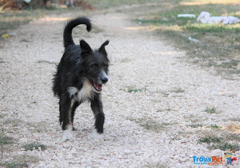 Paky,spinoncino in Attesa di casa da Troppo Tempo! - Foto n. 6