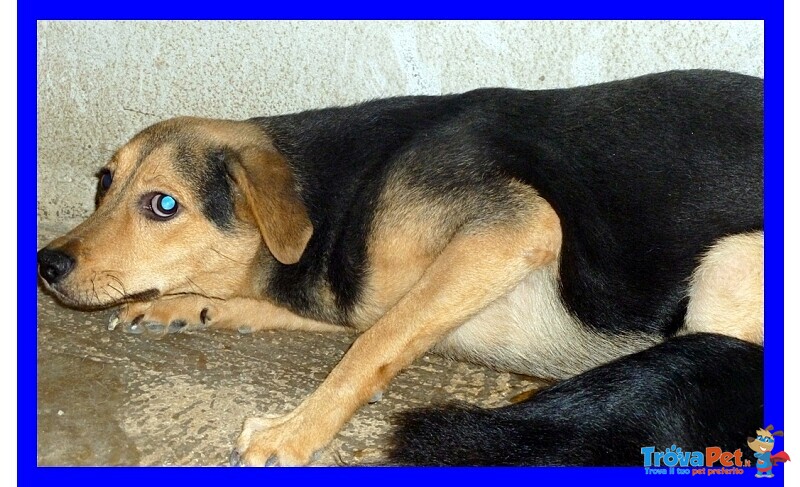 Lex tg Medio Piccola è Sempre Stato il cane di Nessuno - Foto n. 3