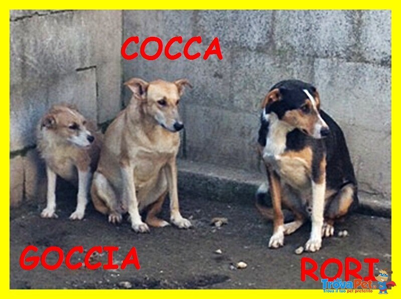 Goccia Cocca rori Entrati da Cuccioli in Canile Nessuno li ha mai Voluti - Foto n. 2