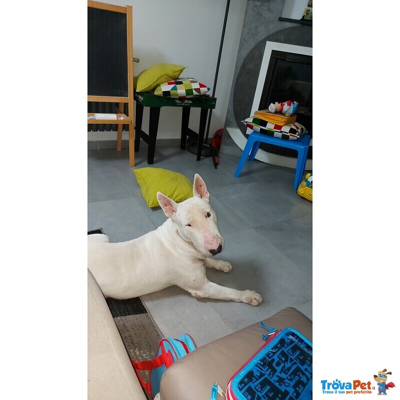 Adozione bull Terrier - Foto n. 2