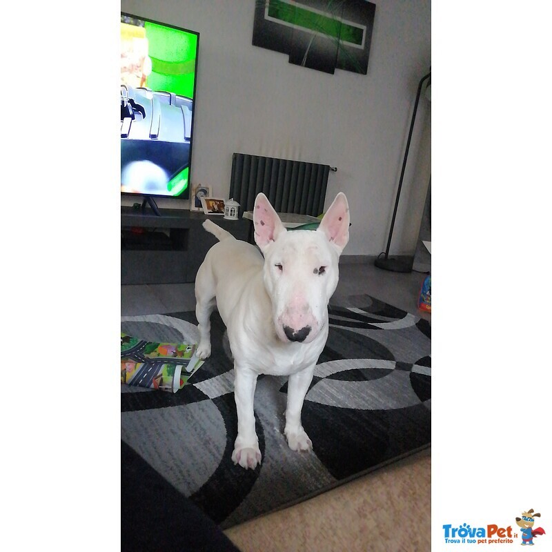 Adozione bull Terrier - Foto n. 3