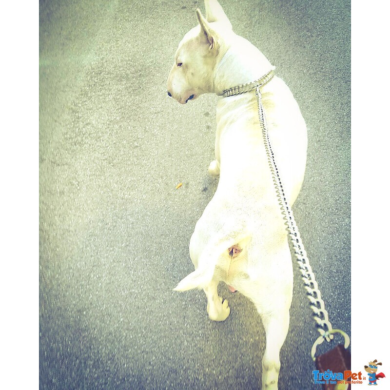 Adozione bull Terrier - Foto n. 4