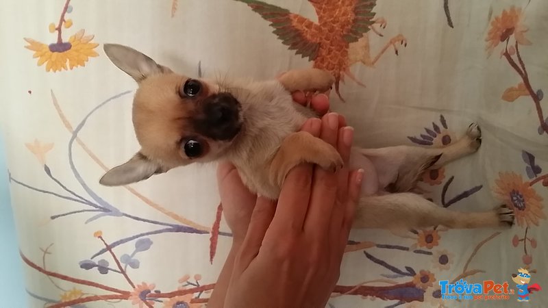 Chihuahua con Pedigree - Foto n. 3