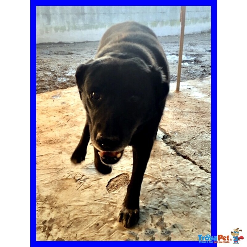 Diablo Dolcissimo Patatone Simil Labrador una vita Rinchiuso nel Box - Foto n. 3