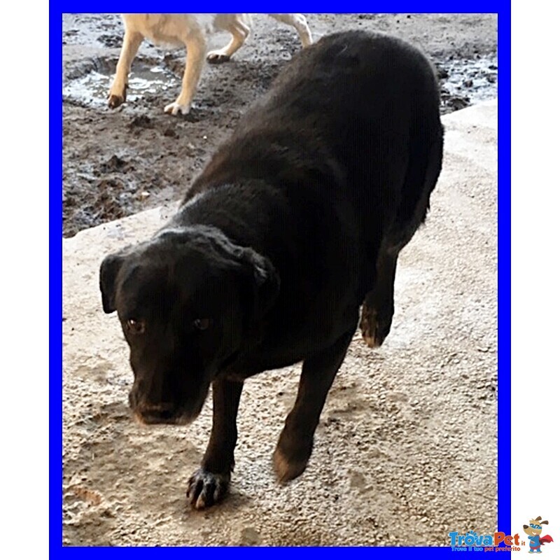 Diablo Dolcissimo Patatone Simil Labrador una vita Rinchiuso nel Box - Foto n. 4