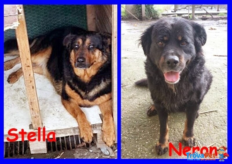 Stella e Nerone Poveri Randagi Buonissimi e Inseparabili - Foto n. 3