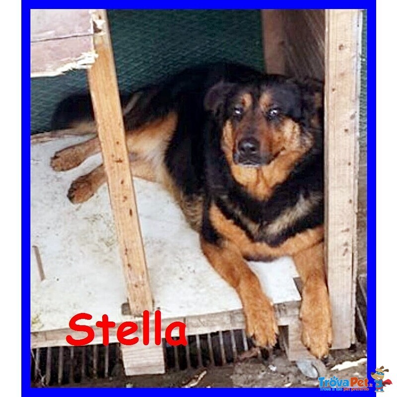 Stella e Nerone Poveri Randagi Buonissimi e Inseparabili - Foto n. 4