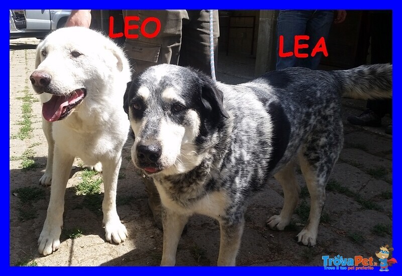 Leo e lea una vita di Privazioni e poi li Buttano Via - Foto n. 1