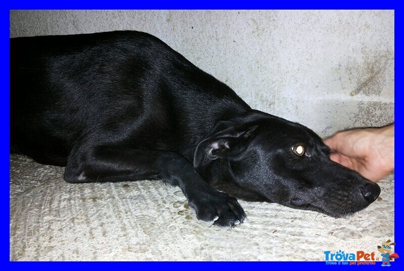 Africa Simil Labrador nera Cerca Famiglia che la Ami - Foto n. 4