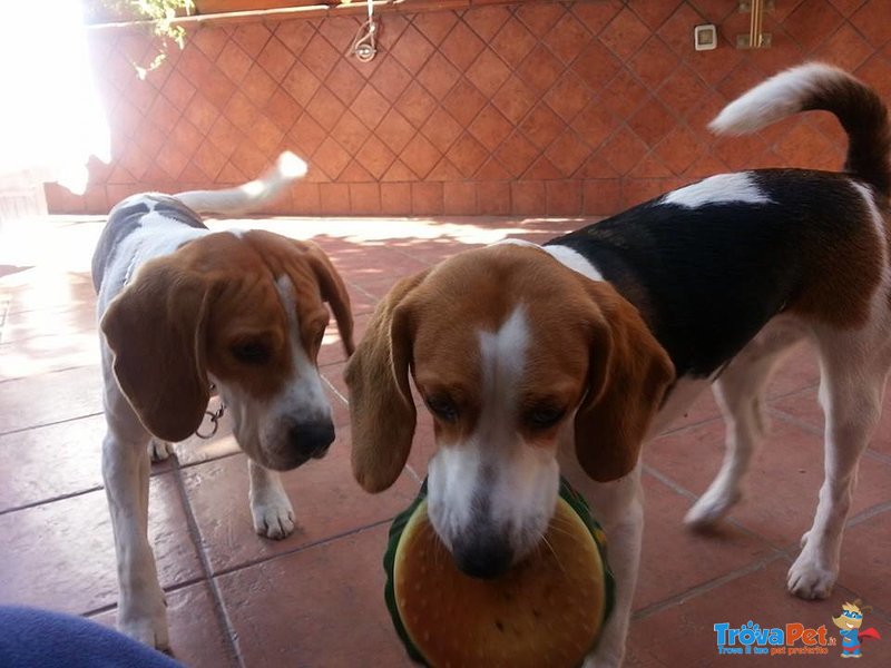 Cuccioli Beagle - Foto n. 2