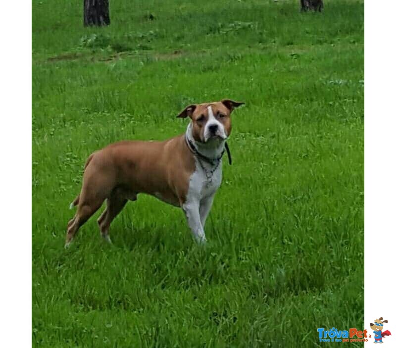 Amstaff Maschio Adulto Disponibile per Accoppiamento. - Foto n. 1