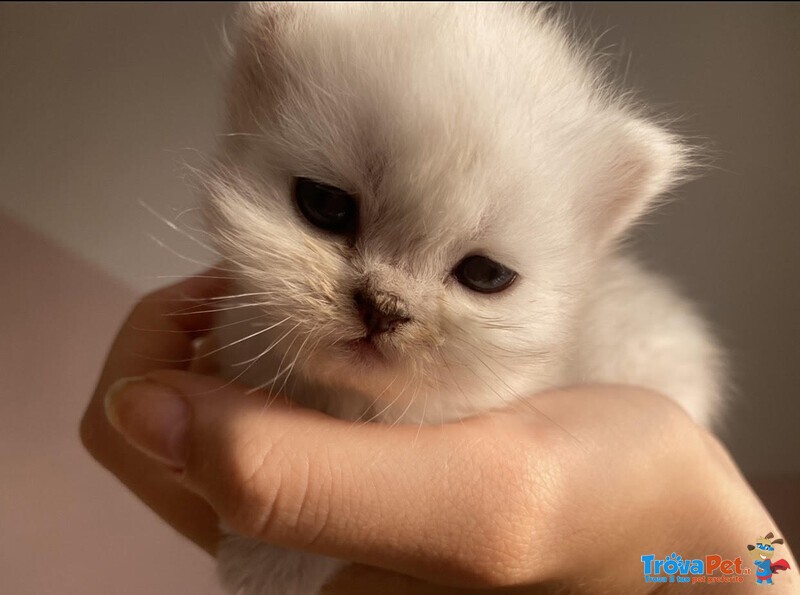 Cucciolo Gatto Persiano Chinchilla Silver - Foto n. 1