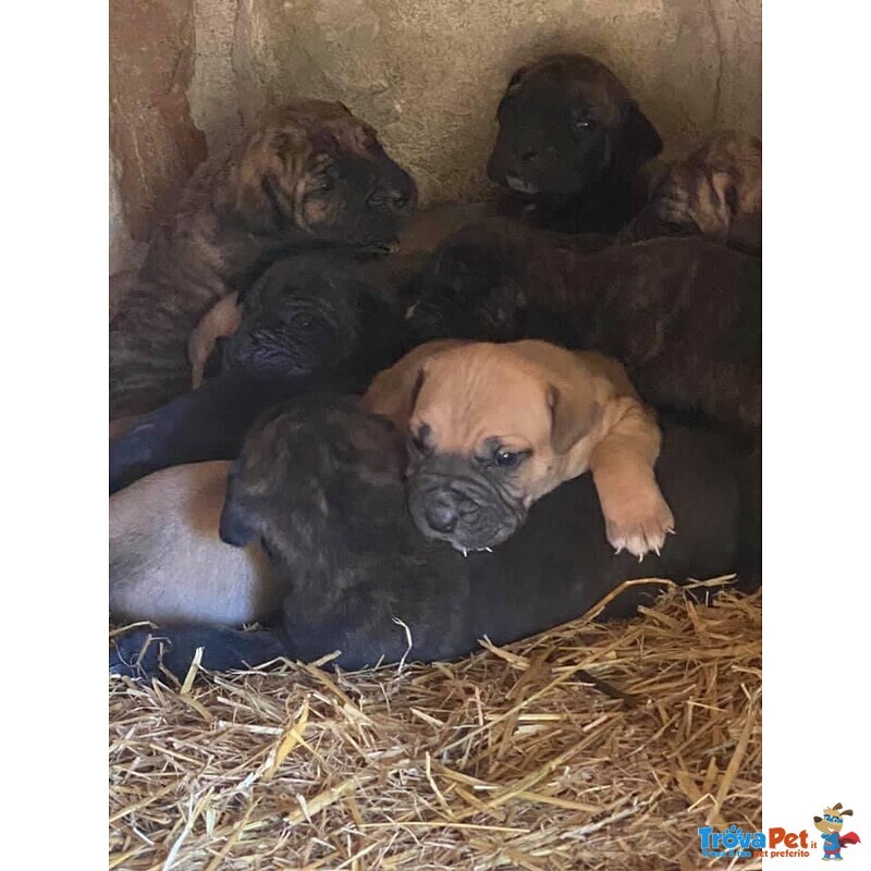 Cuccioli cane Corso - Foto n. 1