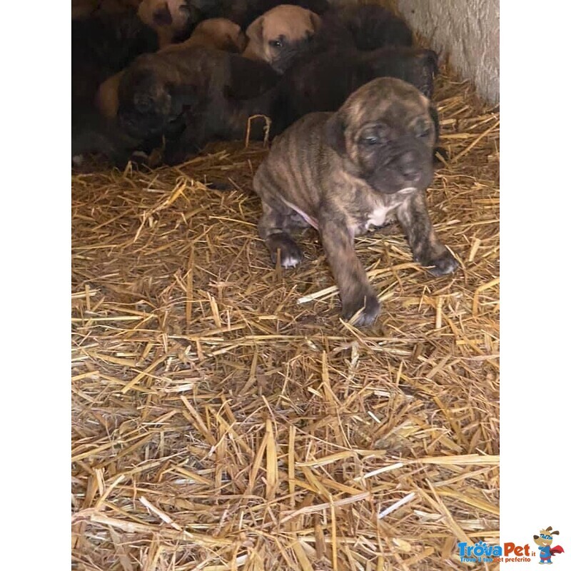 Cuccioli cane Corso - Foto n. 2