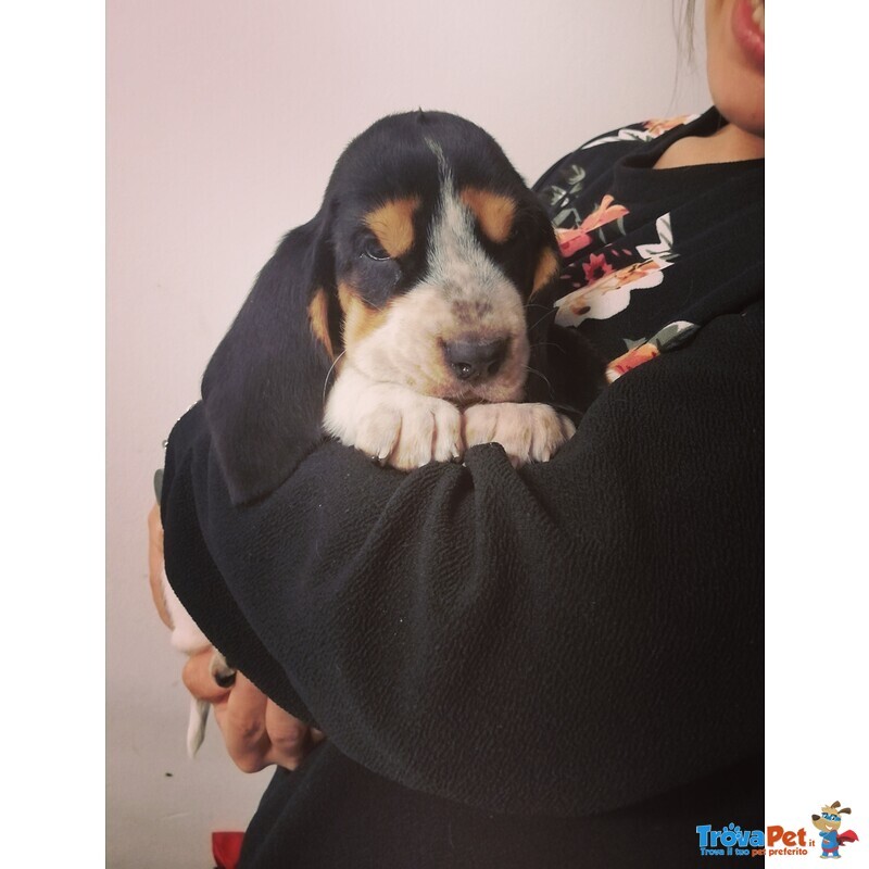 Cuccioli di Bassethound Disponibili - Foto n. 1