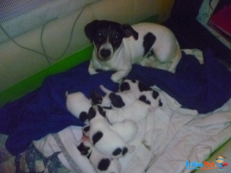 Cuccioli di jack Russell - Foto n. 3