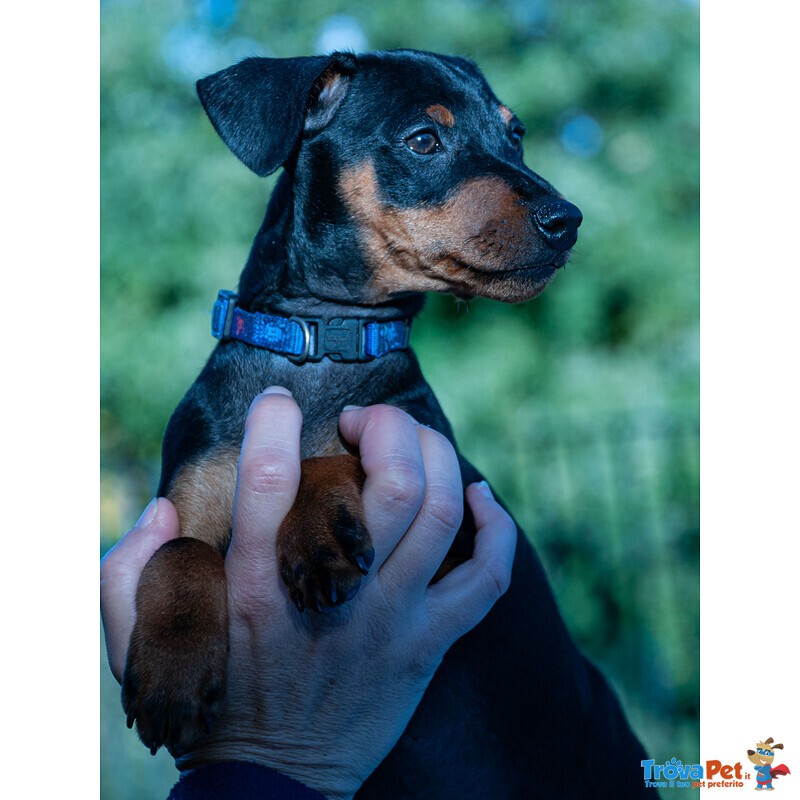 Cucciolo Pinscher Maschio nato 15/08/20 - Foto n. 3