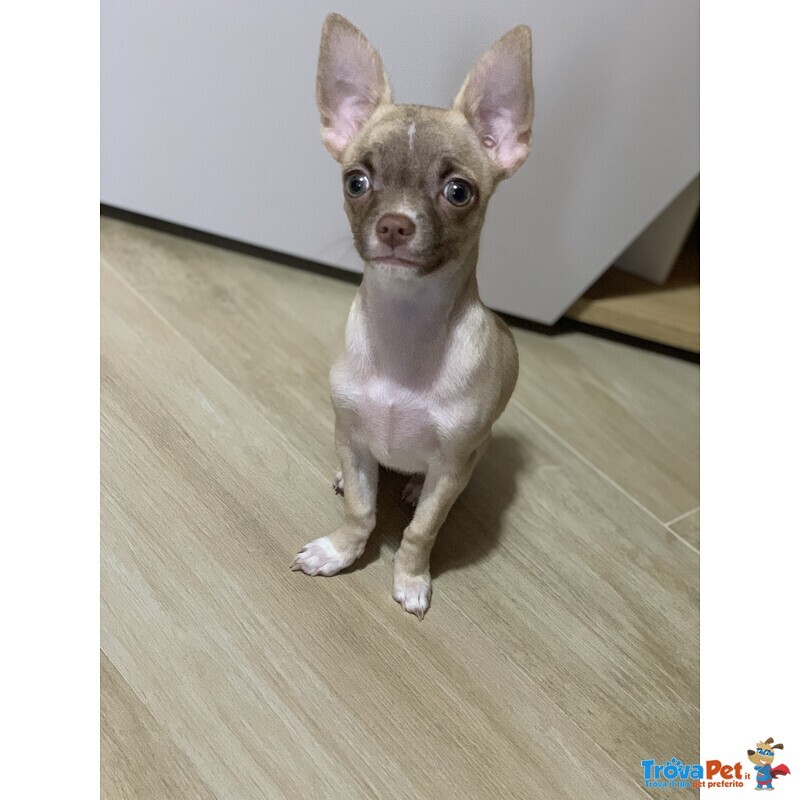 Bellissimo Chihuahua Disponibile per Accoppiamento - Foto n. 3
