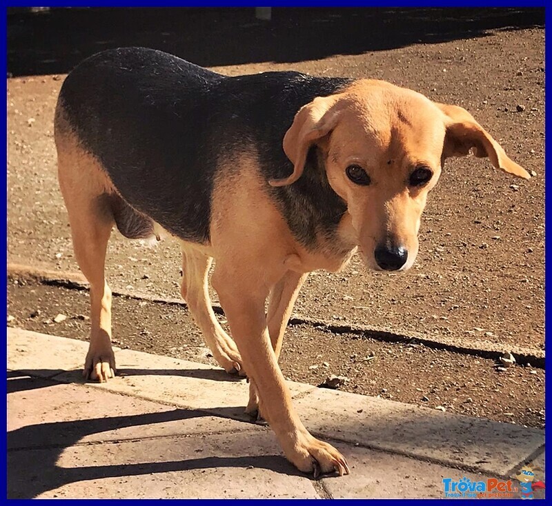 Tamara Simil Beagle 5 anni Bellissima Aspetta Ancora una Famiglia - Foto n. 3