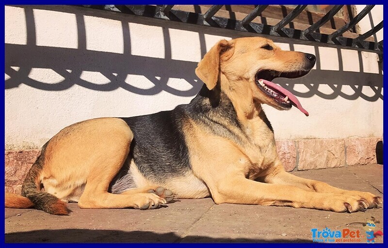 Tamara Simil Beagle 5 anni Bellissima Aspetta Ancora una Famiglia - Foto n. 4